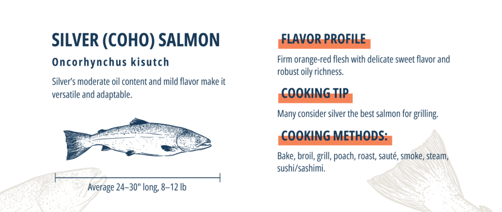 Silver salmon infographic.