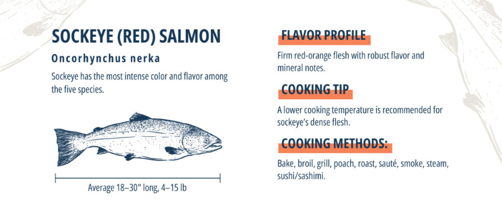 Sockeye salmon infographic.