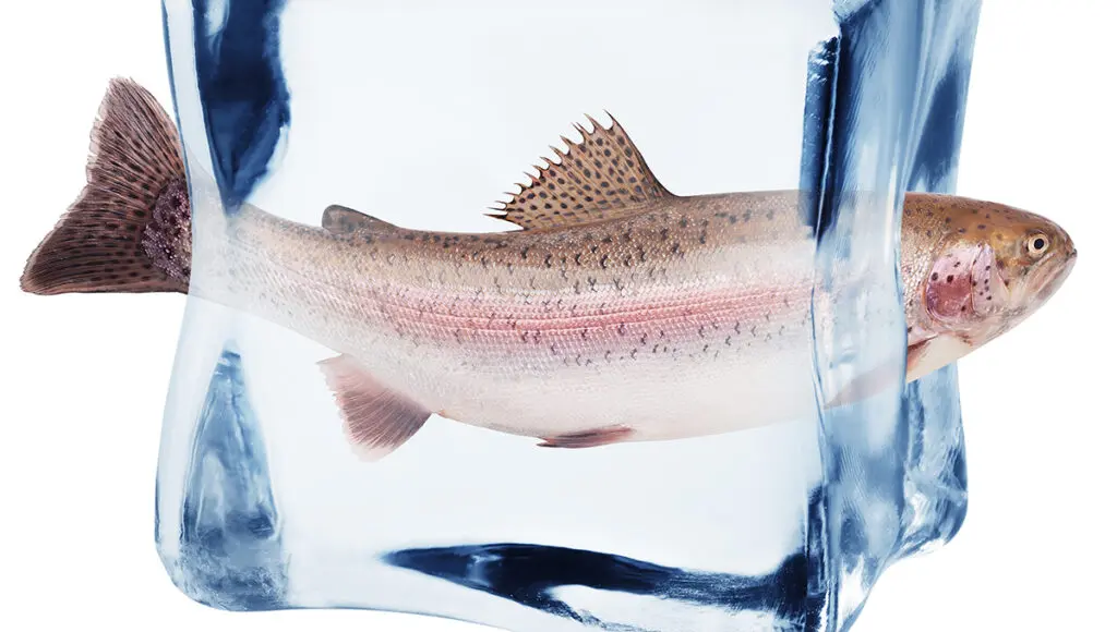 frozen fish rainbow trout in ice cube.