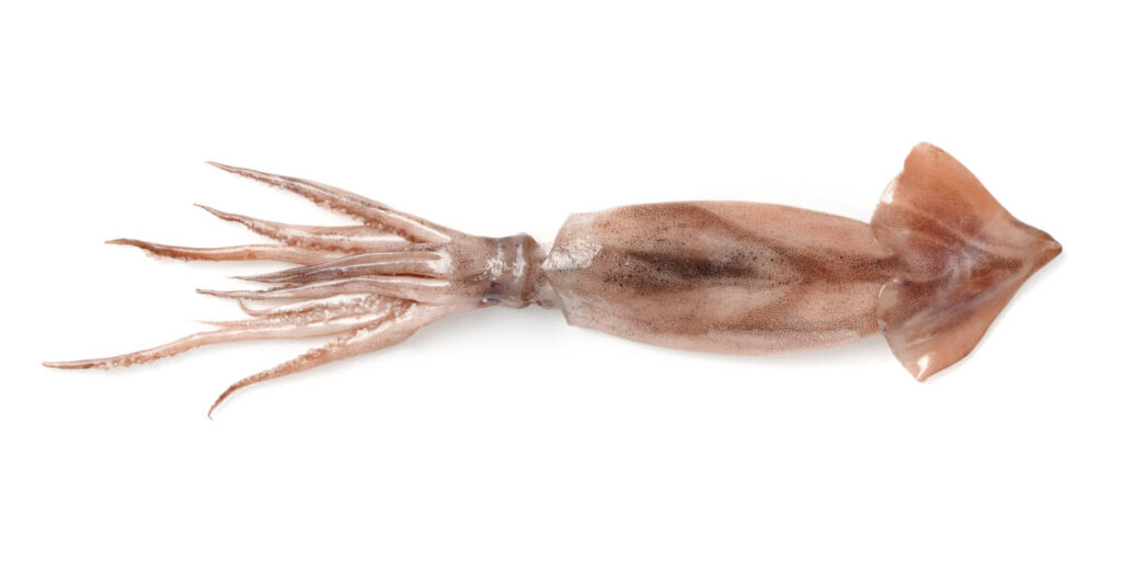 Calamari recipe using a shortfin squid