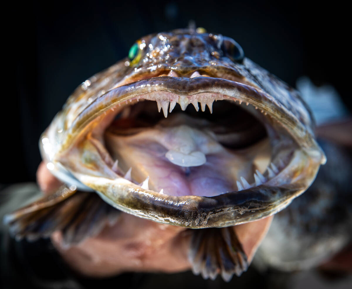 Keeper sized inch Ling Cod caught in Area of the Puget Sound in Washington State