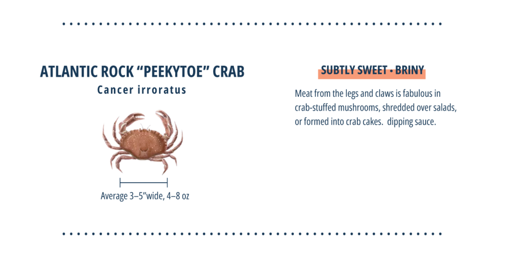 Types of crab, Atlantic "peekytoe" crab infographic.