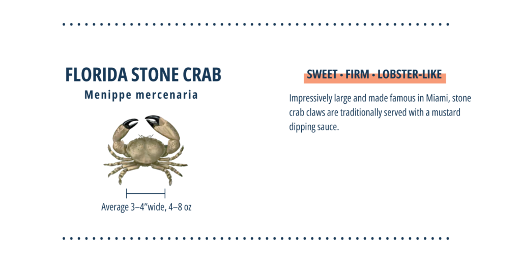 Types of crab, stone crab infographic.