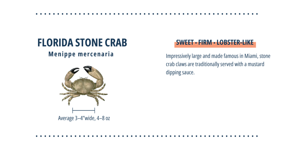 Types of crab, stone crab infographic.