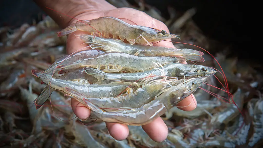 Raw shrimp in hands.
