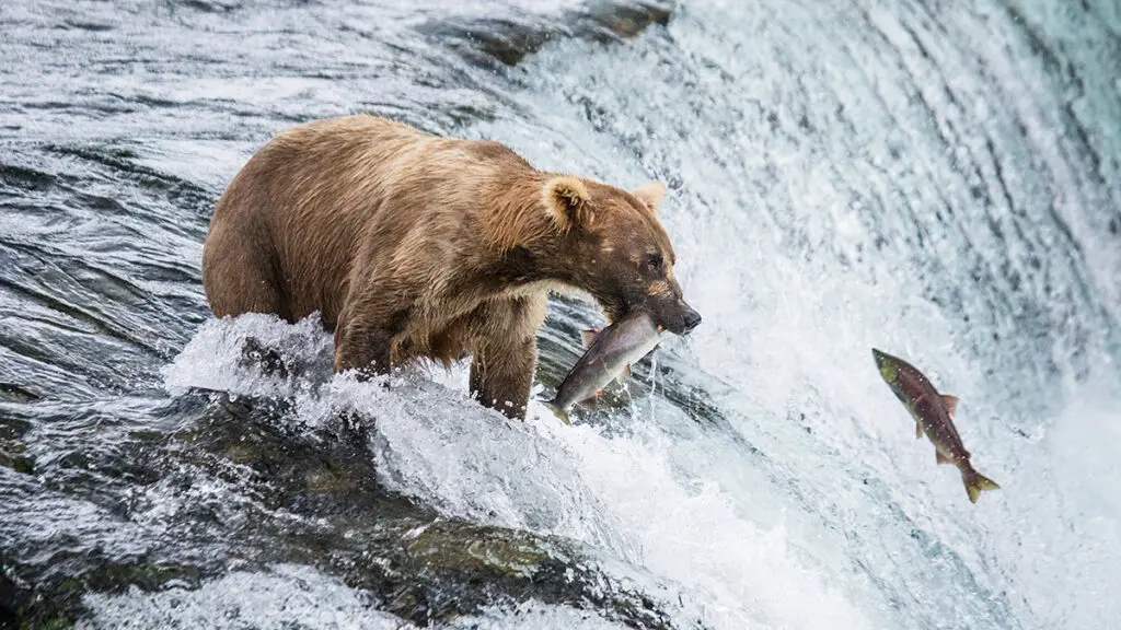 Alaska Peninsula brown bear (Ursus arctos horribilis) is catchin