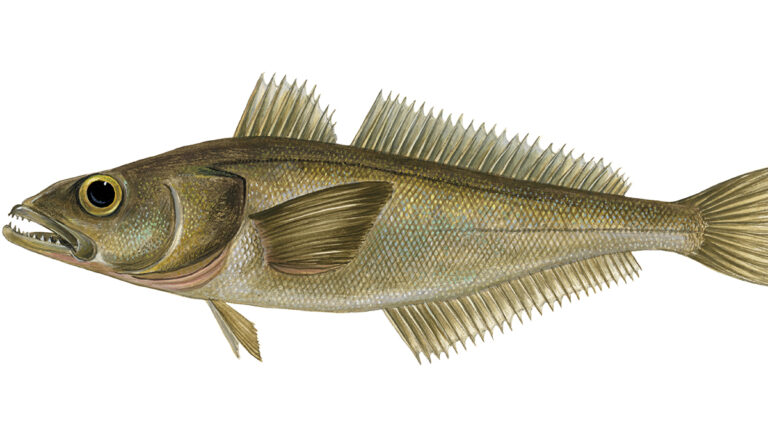 Drawing of Chilean sea bass.