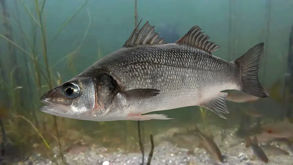 Live sea bass fish close to the seabed