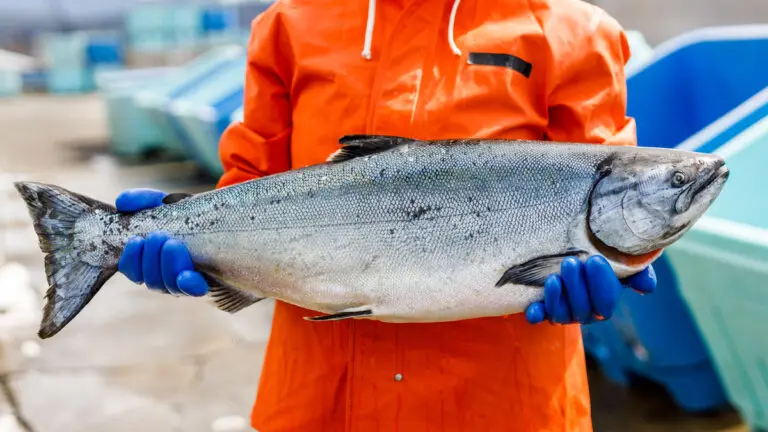 Featured catch with a fisherman holding a salmon.