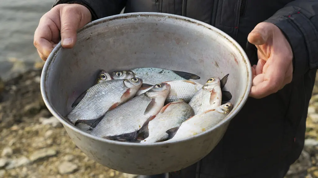 Fisherman holds a bowl full of fish waste.