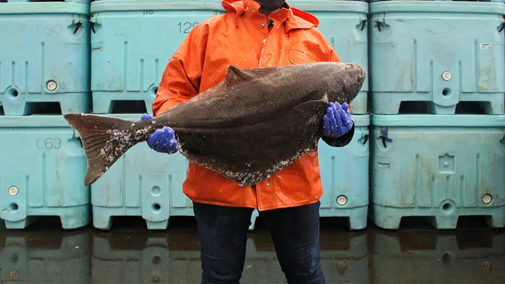Copper River Seafoods fisherman holding a large halibut.