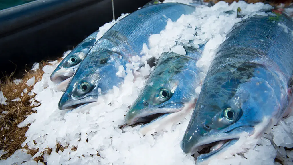 healthiest types of salmon on ice