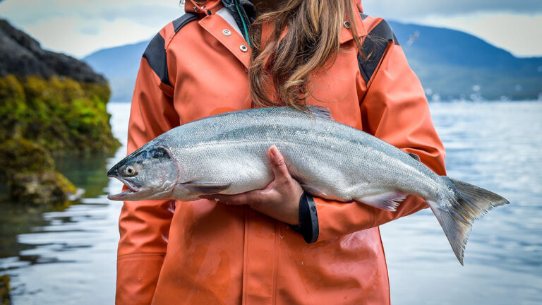 Copper River Salmon in the hands of a fisherman.